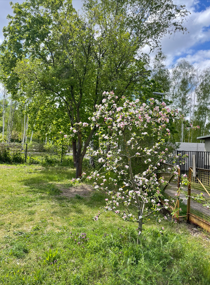 Blühender Baum auf dem Grundstück