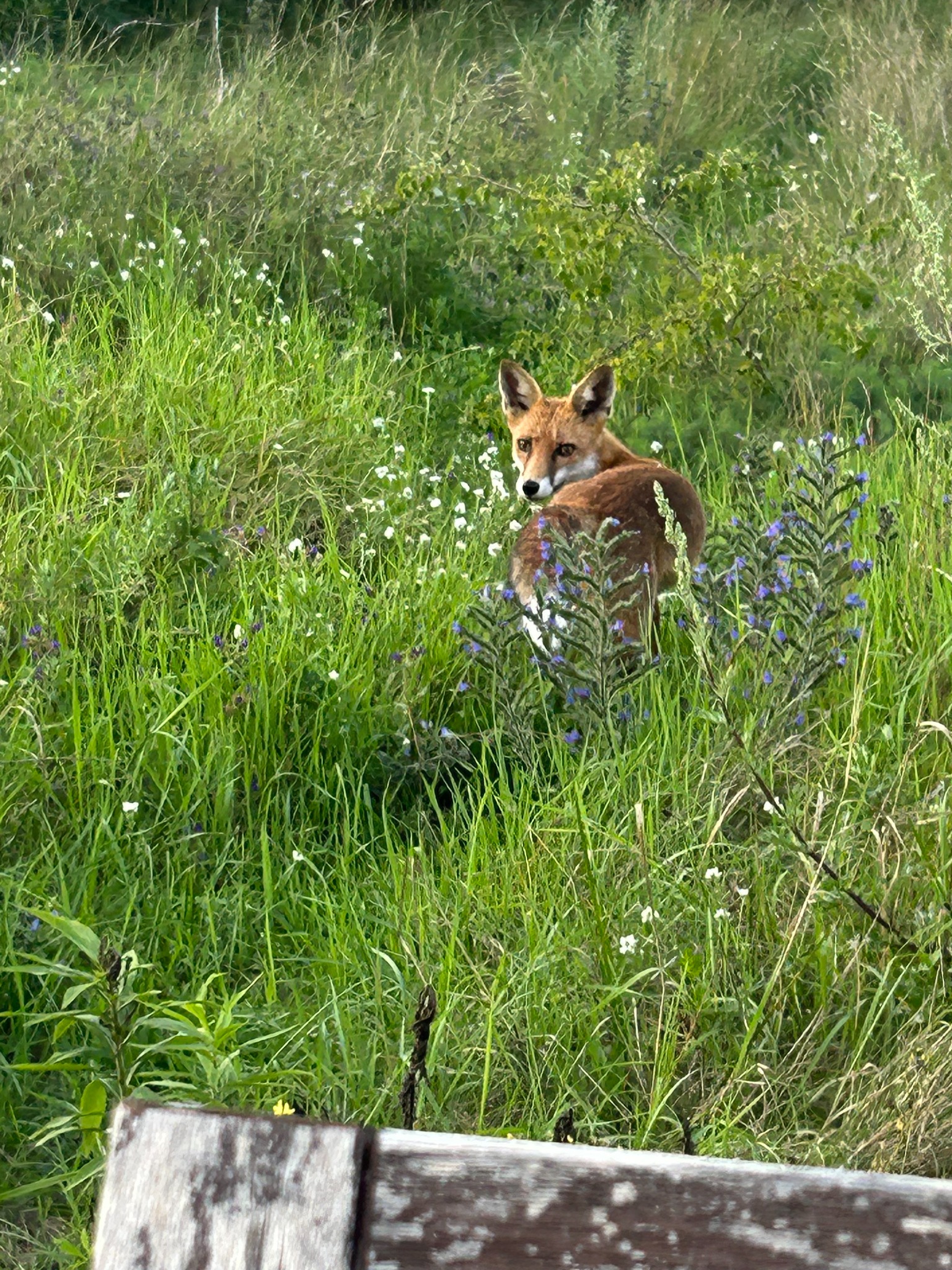 Fuchs auf der angrenzenden Grünfläche